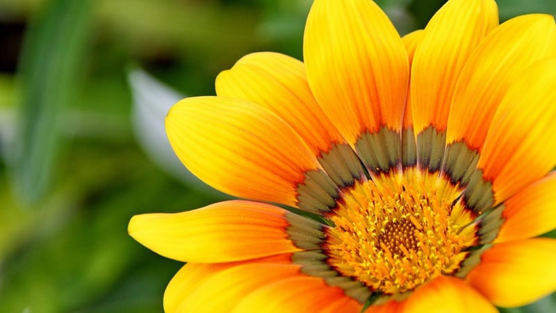 Outdoor Gardening