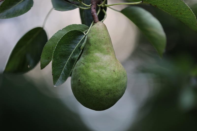 Summer Fruits